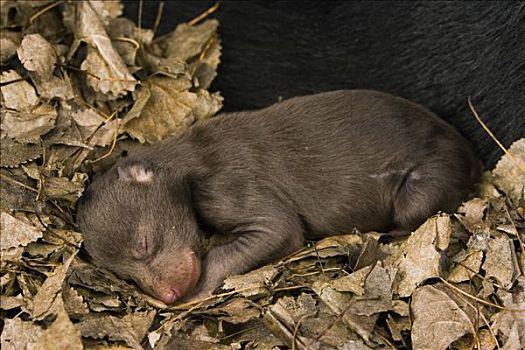 黑熊,美洲黑熊,10天大,幼兽,睡觉