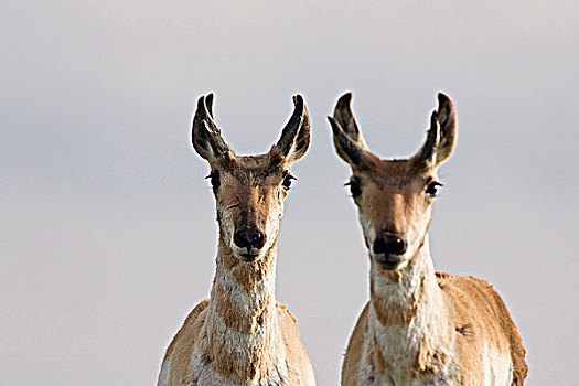叉角羚,北美叉角羚,左边,科罗拉多