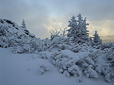 冬天,巴伐利亚森林,巴伐利亚,德国