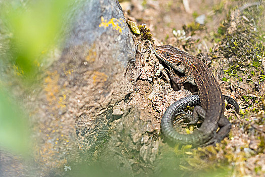 胎生蜥蜴,石头,黑森州,德国,欧洲