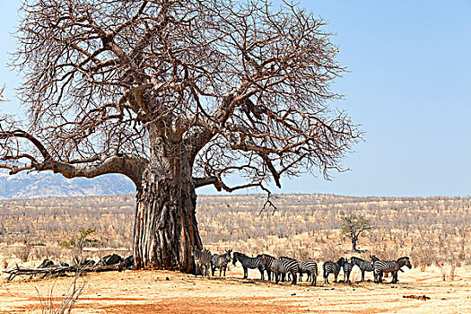 斑马,马,牧群,休息,猴面包树,树,国家公园,坦桑尼亚