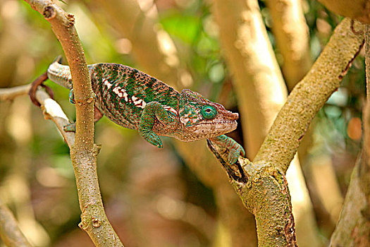 变色龙,雄性,觅食,马达加斯加,非洲