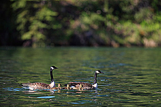 家庭,黑额黑雁,湿地,水塘,不列颠哥伦比亚省,加拿大