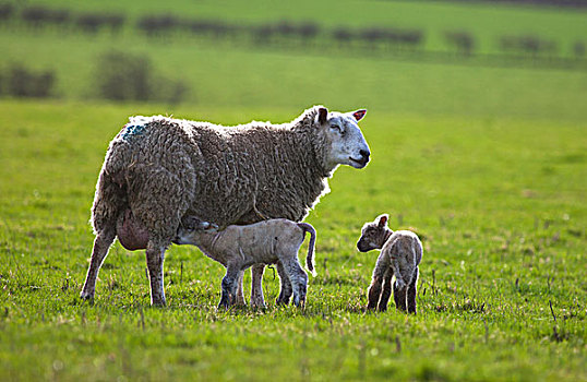 两个,羊羔,绵羊,一个,护理,诺森伯兰郡,英格兰