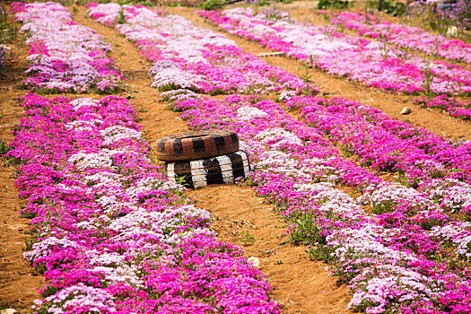 香草园花海花田