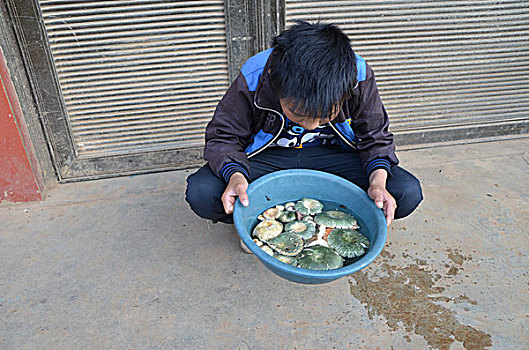 野生食用青头菌,夏季,素材,菌类,蔬菜,野生,野生青头菌,青头菌,食品,食材,食物,食用菌