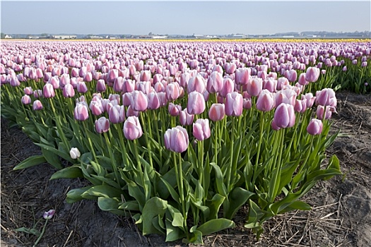 荷兰,郁金香,地点,春天