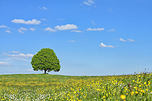 酸橙树,椴树属,公园长椅,草地,春天,伊尔申伯格,巴伐利亚,德国