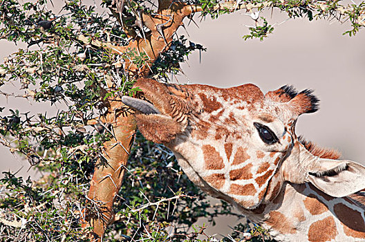 网纹长颈鹿,长颈鹿,浏览,莱瓦野生动物保护区,肯尼亚