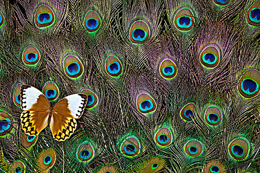 丛林,皇后,蝴蝶,孔雀,尾部,羽毛,设计