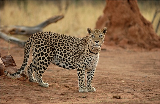 豹,非洲