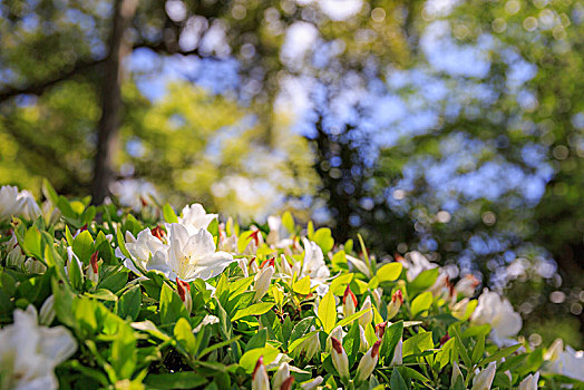 杜鹃花,上坡,石川,日本