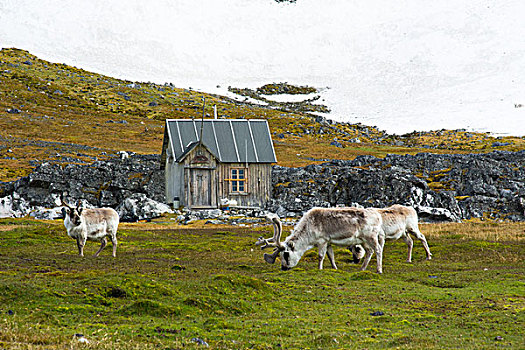 挪威,斯瓦尔巴特群岛,露营,驯鹿,驯鹿属,正面,小屋