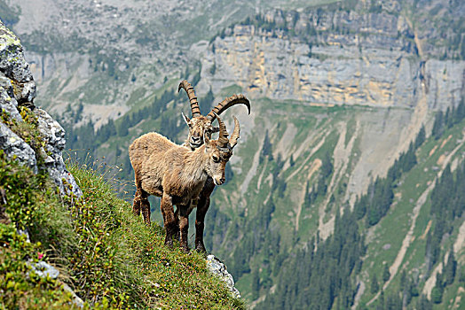 两个,高山,野生山羊,羱羊,陡峭,地形,伯恩高地,伯恩,瑞士,欧洲
