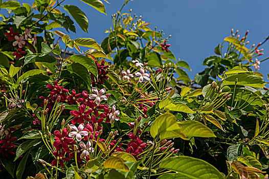 英属西印度群岛,开曼群岛,大开曼岛,热带植物,花