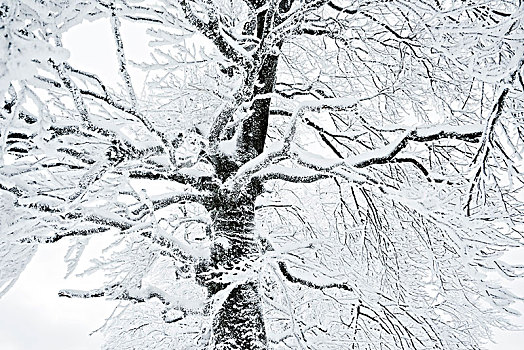 雪,树,冬天,许多,枝条,细枝