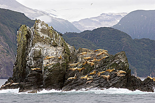 海狮,北海狮,群,室外,岩石上,卡特麦国家公园,阿拉斯加