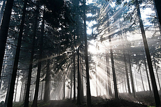 太阳光线,晨雾,树林,山,黑森州,德国,欧洲