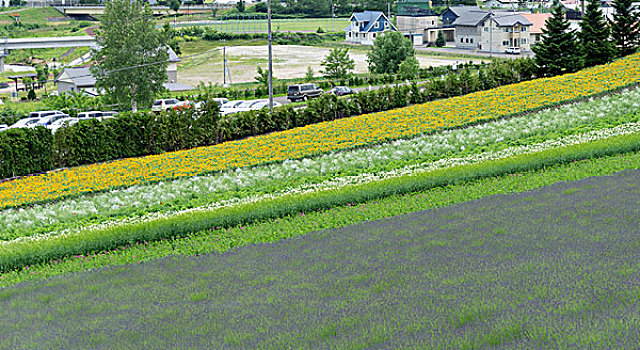 日本北海道薰衣草花海