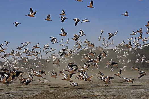 白鹈鹕,群,飞行,起飞,沙暴,纳库鲁湖,肯尼亚