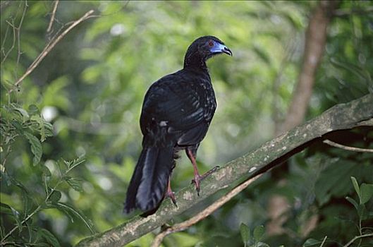 黑色,蒙特维多云雾森林自然保护区,哥斯达黎加