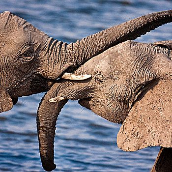 乔贝国家公园,博茨瓦纳,特写,一对,非洲,大象