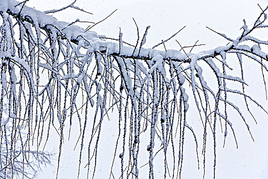 落叶松属植物,枝条,下雪