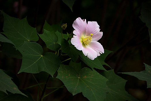 木芙蓉,木莲,芙蓉花