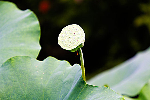 杜甫草堂