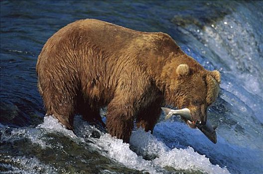大灰熊,棕熊,布鲁克斯河,卡特麦国家公园,阿拉斯加