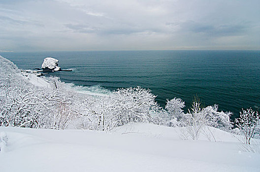 雪花莲,小樽,海岸