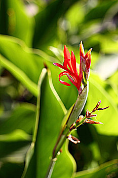 非洲肯尼亚热带植物-红花鸡冠花