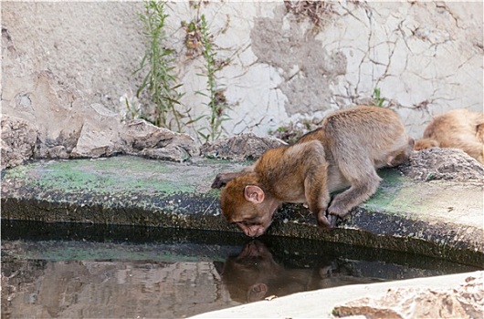 直布罗陀,短尾猿,饮用水