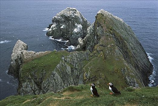 大西洋角嘴海雀,北极,忙碌,生物群,边缘,海洋,节省,海石竹,岛屿,设得兰群岛,英国