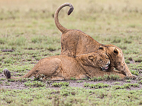 狮子,伊丽莎白女王国家公园,乌干达,非洲