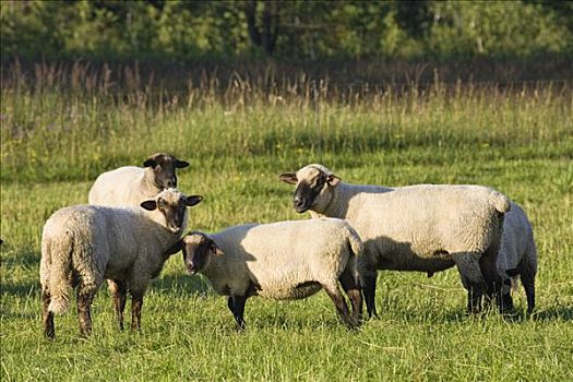 绵羊,上巴伐利亚,德国,欧洲