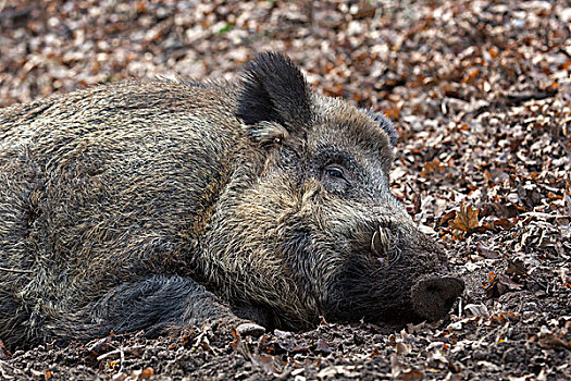 野猪,躺着,树林,地面,石荷州,德国,欧洲
