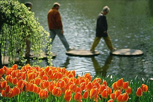 特写,红色,郁金香,花园,库肯霍夫花园,荷兰