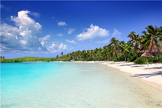 岛屿,棕榈树,加勒比,海滩,墨西哥