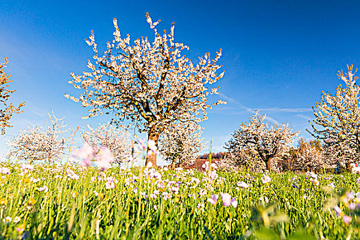 盛开,樱桃树,牧场,仰视,春天,瑞士