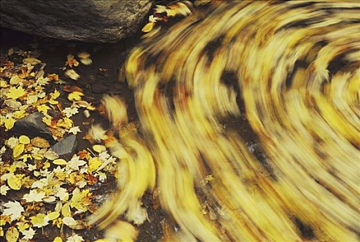 叶子,秋色,螺旋,河流,罗利市,北卡罗来纳,美国