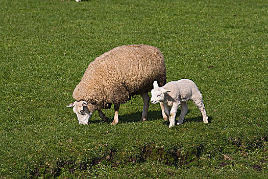 家羊,绵羊,荷兰