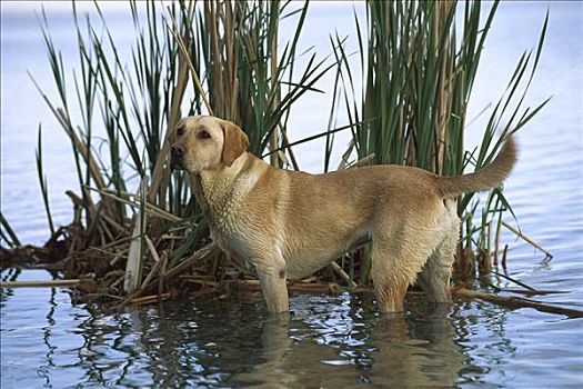 黄色拉布拉多犬,狗,站立,浅,湖水,靠近,芦苇