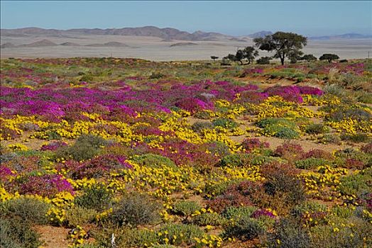 花,纳米布沙漠,降雨,纳米比亚