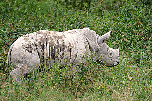白犀牛,幼兽,纳库鲁湖国家公园,肯尼亚,非洲