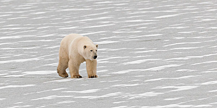 北极熊,走,冰冻,地面,丘吉尔市,曼尼托巴,加拿大