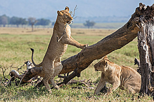 肯尼亚,马赛马拉,幼狮,玩,秋天,树干,马赛马拉国家保护区