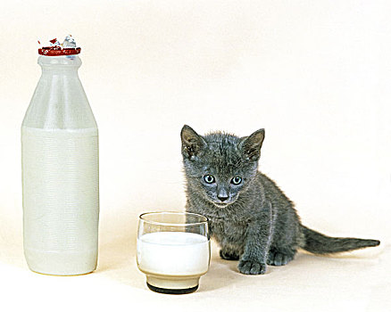 卡尔特猫,家猫,小猫,牛奶杯