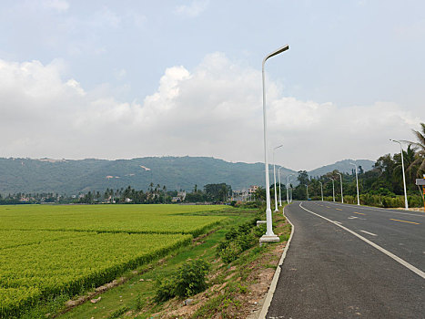 海南陵水富力湾环岛旅游公路稻田