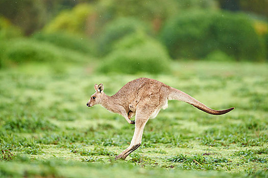 大灰袋鼠,灰袋鼠,跳跃,草地,维多利亚,澳大利亚